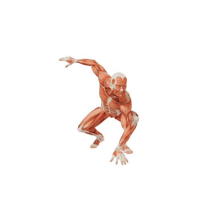 Fighting Male Poses Posemaniacs Royalty Free 3d Pose Reference For