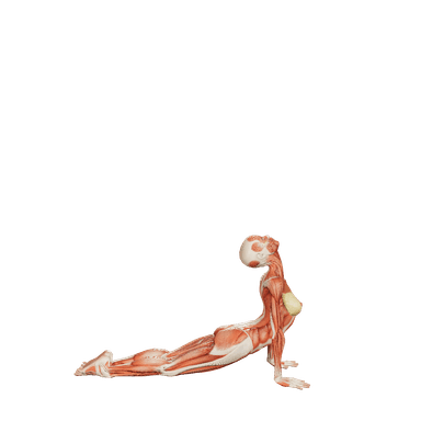 Yoga Female poses | POSEMANIACS - Royalty free 3d pose reference for